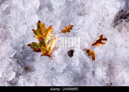 L'automne rencontre l'hiver : les feuilles de chêne noir sont dorées sur le dessus de la moquette gelée de pellets de glace Banque D'Images