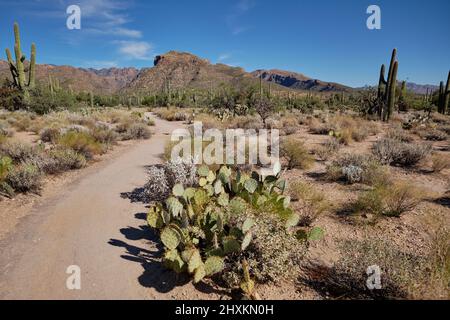 Un sentier large et plat très agréable mène à travers la végétation du désert, y compris saguaro et d'autres cactus. Aire de jeux de Sabino Canyon, Arizona Banque D'Images