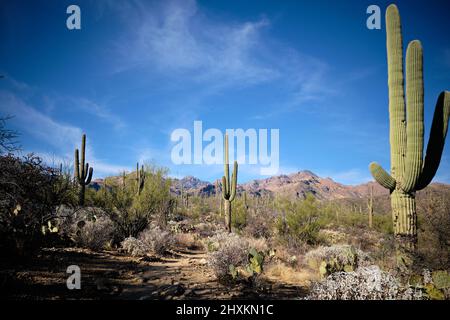 Les grands cactus saguaro pointent vers le haut vers le ciel bleu et les nuages blancs plus sombres. Paysage emblématique du désert d'Arizonan dans l'espace de loisirs de Sabino Canyon, près de Tucson Banque D'Images