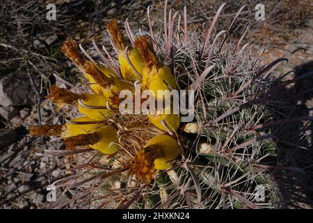 Vue rapprochée de fleurs jaunes lumineuses et succulentes sur le Barrel Cactus de Californie, à Tucson Mountain Park, Arizona Banque D'Images
