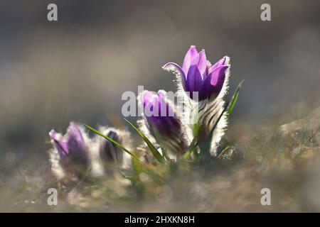 Les fleurs du printemps. Floraison magnifique pasque flower et sun avec un fond de couleur naturelle. (Pulsatilla grandis) Banque D'Images