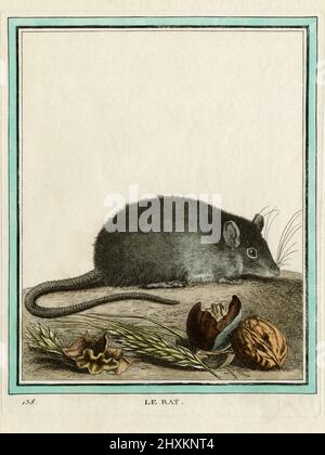 Rat (Rattus). Gravure intitulée 'le Rat', créée au XVIIIe siècle pour le naturaliste français Georges-Louis Leclerc, comte de Buffon (1707-1788). La gravure, colorée plus tard à la main, est apparue dans l’ouvrage influent de Buffon sur l’histoire naturelle, le multi-volume « histoire naturelle, générale et particulière… », publié sur plusieurs décennies à partir de 1749. Banque D'Images