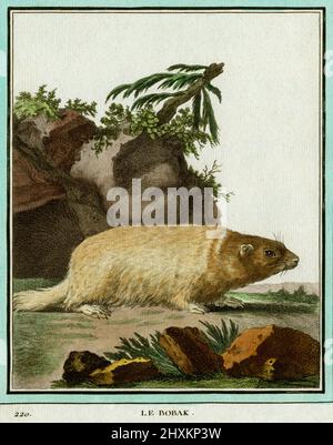 Marmotte Bobak ou marmotte steppe (Marmota bobak). Gravure intitulée 'le Bobak', créée au XVIIIe siècle pour le naturaliste français Georges-Louis Leclerc, comte de Buffon (1707-1788). La gravure, colorée plus tard à la main, est apparue dans l’ouvrage influent de Buffon sur l’histoire naturelle, le multi-volume « histoire naturelle, générale et particulière… », publié sur plusieurs décennies à partir de 1749. Banque D'Images