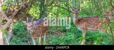 Cerf sauvage à pois dans les buissons du parc national de Yala, Sri Lanka Banque D'Images