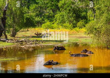 Buffle d'eau se reposant dans l'eau au parc national de Yala au Sri Lanka. Banque D'Images