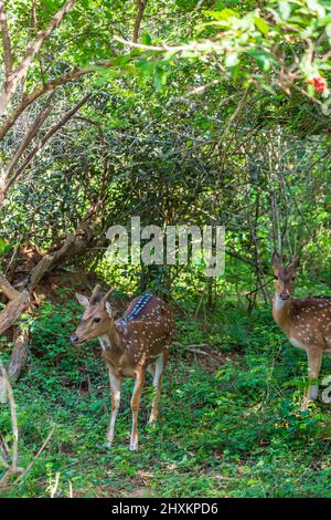 Cerf sauvage à pois dans les buissons du parc national de Yala, Sri Lanka, vertical Banque D'Images