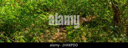 Cerf sauvage à pois dans les buissons du parc national de Yala, Sri Lanka Banque D'Images