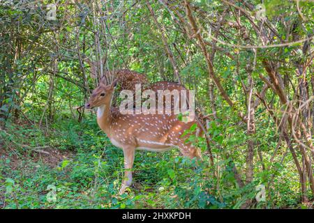 Cerf sauvage à pois dans les buissons du parc national de Yala, Sri Lanka Banque D'Images