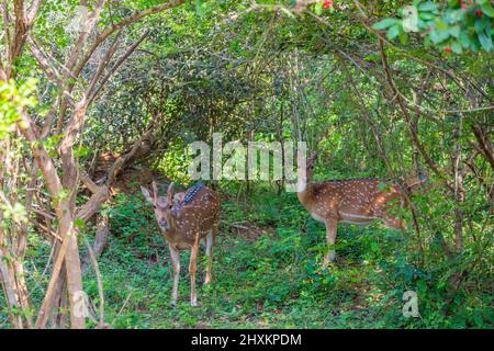 Cerf sauvage à pois dans les buissons du parc national de Yala, Sri Lanka Banque D'Images