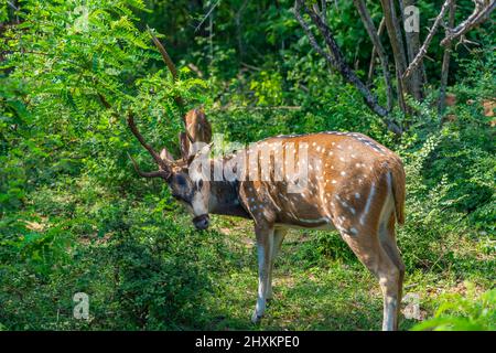 Cerfs isolés sauvages isolés de sexe masculin dans les buissons du parc national de Yala, Sri Lanka Banque D'Images