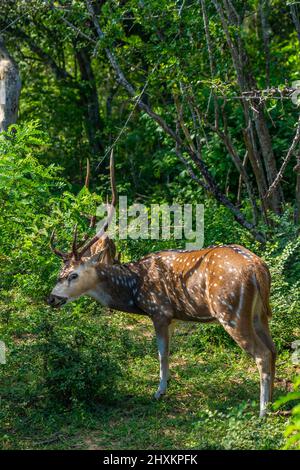 Cerfs isolés sauvages tachetés mâles dans les buissons du parc national de Yala, Sri Lanka, vertical Banque D'Images