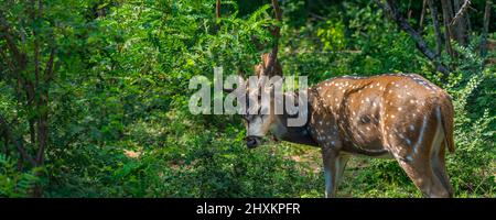 Cerfs isolés sauvages isolés de sexe masculin dans les buissons du parc national de Yala, Sri Lanka Banque D'Images