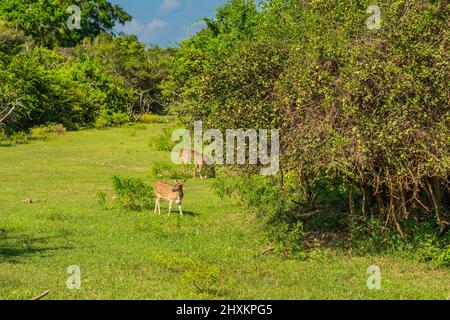 Cerf sauvage à pois dans les buissons du parc national de Yala, Sri Lanka Banque D'Images