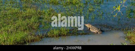 Single Crocodile, situé dans l'eau au parc national de Yala au Sri Lanka, panorama Banque D'Images