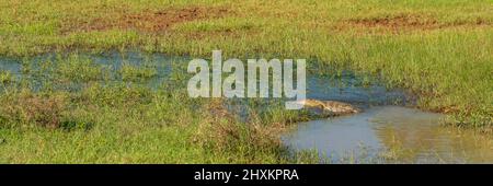 Un seul crocodile situé dans l'eau au parc national de Yala au Sri Lanka Banque D'Images