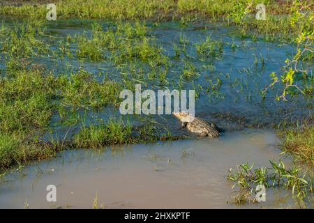 Un seul crocodile situé dans l'eau au parc national de Yala au Sri Lanka Banque D'Images