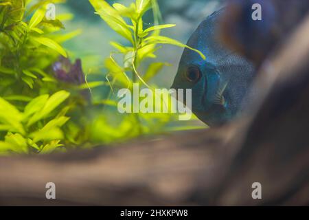 Belle vue sur le poisson coloré Discus dans l'aquarium. Suède. Banque D'Images