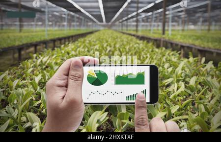 Agriculture. Homme regardant une infographie sur son téléphone portable avec une récolte derrière lui. Graphiques Banque D'Images