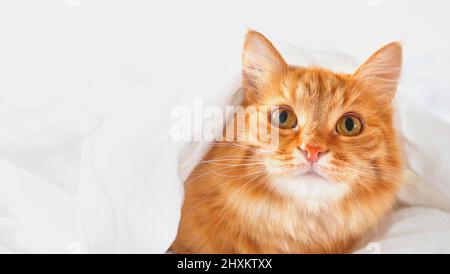 Orange adulte chat. Chat couché sur le lit recouvert d'une couette blanche. Photo de haute qualité Banque D'Images