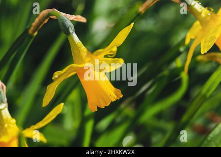 Des fleurs de jonquille jaune vif fleurissent au printemps. Gouttes de rosée ou gouttelettes d'eau sur les pétales. Fond vert avec bokeh de lumière du soleil. Dublin, Irlande Banque D'Images