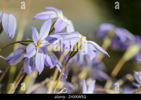 Les étoiles de printemps 'Ipheion uniflorum' fleurissent au printemps avec des pétales colorés de violet bleu. Arrière-plan flou. Dublin, Irlande Banque D'Images