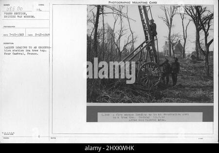 Échelle menant à une station d'observation dans un sommet d'arbre. Près de Cambrai, France. 3-13-1918. Collection de photographies de la première Guerre mondiale, 1914-1918 qui décrivent les activités militaires des forces armées et du personnel britanniques et d'autres nations pendant la première Guerre mondiale Banque D'Images