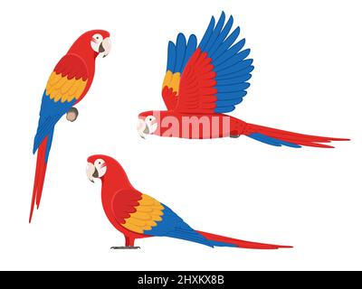 Ensemble de perroquets de macaw colorés. Ensemble d'illustrations vectorielles de perroquets de macaw tropique rouge colorés isolés sur fond blanc. Vue latérale, profil. Illustration de Vecteur