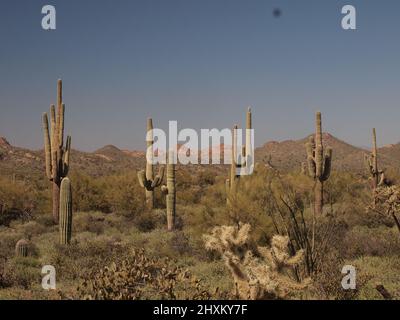 Images de coucher de soleil à Superstition Mountain en Arizona et dans les environs. Le soleil couchant baigne la zone dans des tons dorés de rouge. Banque D'Images