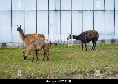 Alpacas (lama pacos) se broutent de l'herbe sur une ferme Banque D'Images