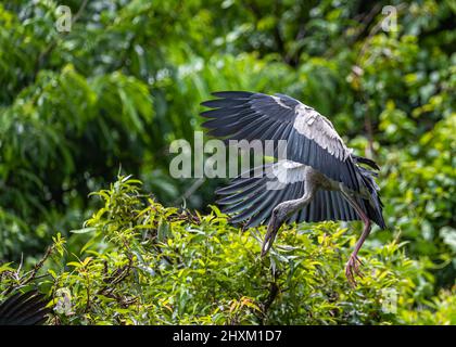 Un Heron à facture ouverte débarquant sur un arbre Banque D'Images