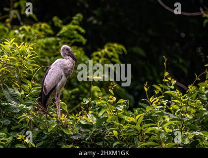 Un Heron à bec ouvert assis sur un arbre Banque D'Images