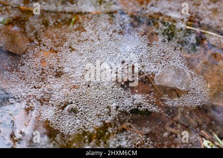 Bulles d'air à la surface de glace dans le parc national de Kemeri, Lettonie Banque D'Images