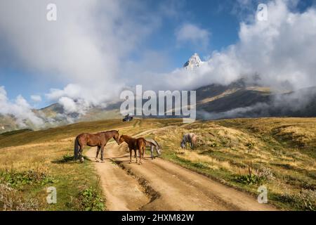 Chevaux sauvages paître dans les montagnes du Caucase en Géorgie Banque D'Images