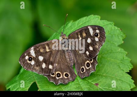 Papillon de bois moucheté Pararge aegeria tircis mâle, assis immobile sur une feuille. Avec ailes déployées, gros plan. Arrière-plan flou. Trencin, Slovaquie Banque D'Images