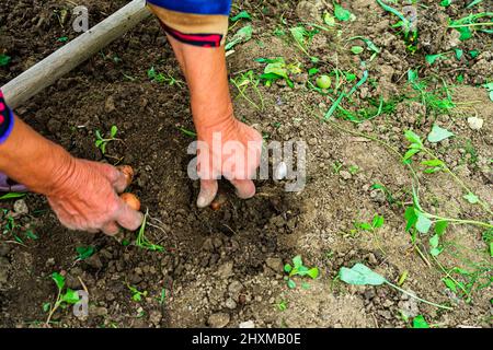 Grand-mère cueillant des pommes de terre du jardin Banque D'Images