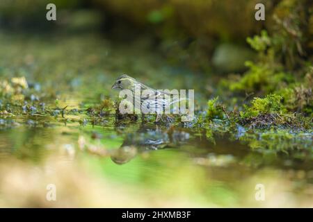 La femelle adulte Siskin (Carduelis spinus) se fige au bord de l'eau