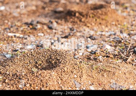 Un petit anthill sur le sol de près. Banque D'Images