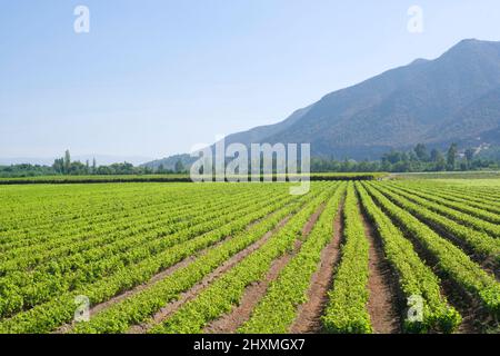 VIGNOBLES SANTA CRUZ COLCHAGUA VALLEY CHILI Banque D'Images