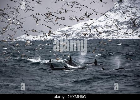 Mouettes et épaulards poursuivant l'école de sardines, Norvège Banque D'Images