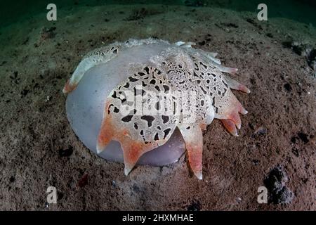 Un nudibranche de Tethys fimbria reposant sur un lit de mer boueux - première observation historique de ce gastéropode à ces latitudes Banque D'Images