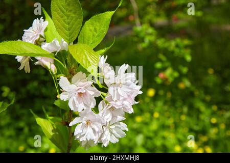 Fleurs de cerisier avec gouttes de rosée sous la pluie sur fond vert Banque D'Images