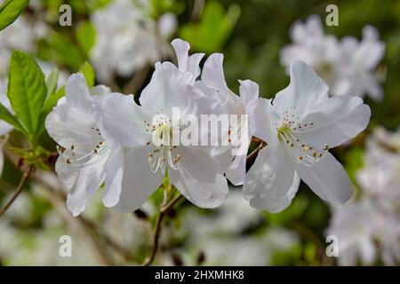 Fleurs de Rhododendron avec gouttes de rosée sous pluie sur fond vert Banque D'Images