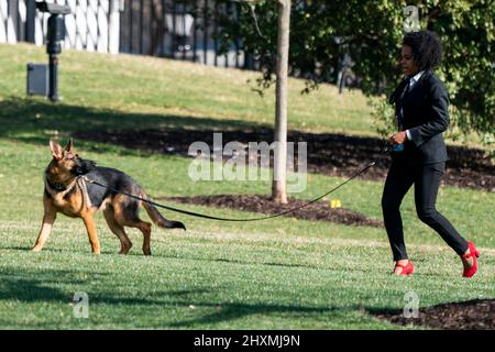 Washington, États-Unis. 13th mars 2022. Le commandant, le président américain Joe BidenÕs Dog, est à pied avant le retour de PresidentÕs de Camp David sur la pelouse sud de la Maison Blanche à Washington, DC, Etats-Unis, 13 mars 2022. Le président Biden et la première dame Jill Biden reviennent d'un week-end à Camp David. Credit: SIPA USA/Alay Live News Banque D'Images