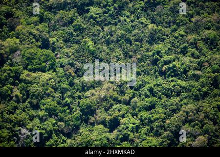 ARBRES DE FORÊT TROPICALE HAUTS PANAMA Banque D'Images