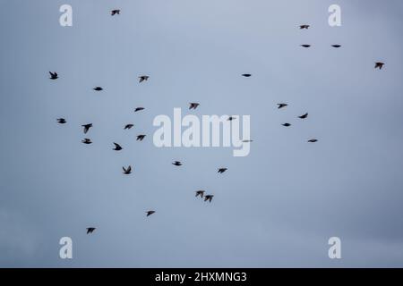 Troupeau d'étoiles (Sturnus vulgaris) volant bas au-dessus des prairies Banque D'Images