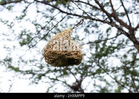 Gros plan de magnifique nid d'oiseau de tisserand suspendu sur l'arbre dans la nature Banque D'Images