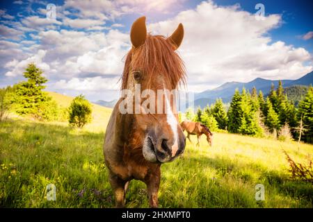 Des chevaux sales qui broutage dans le pâturage qui est illuminé par le soleil. Scène pittoresque et magnifique. Lieu place Carpathian, Ukraine, Europe. Beauté Banque D'Images