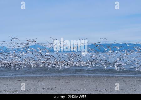 Mouettes volant au large de Comox, C.-B., Canada, sur l'île de Vancouver Banque D'Images
