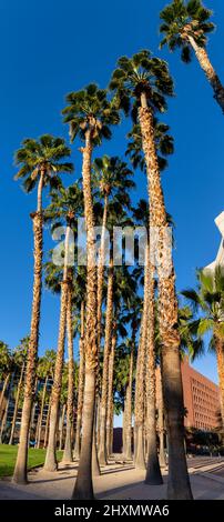 Palmiers sur le campus de l'Université de l'Arizona Banque D'Images