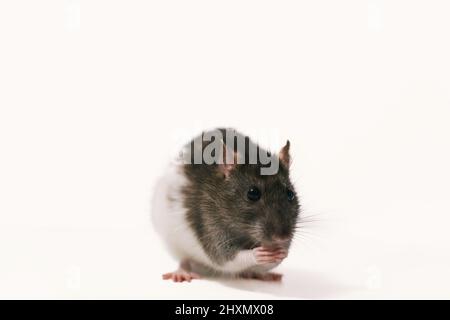 Rat brun et blanc mangeant sur fond blanc Banque D'Images